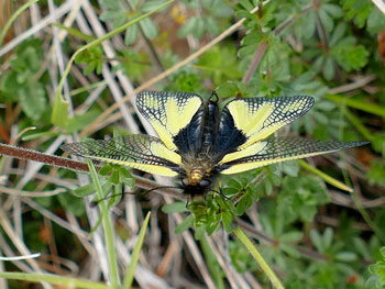  Ascalaphe soufré - Libelloides coccajus  photos nature 16 charente biodiversité faune locale