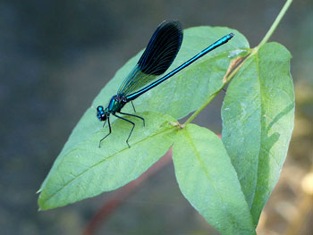 libellule Caloptéryx éclatant - Agrion éclatant Calopterygidae photos nature 16 charente biodiversité faune locale