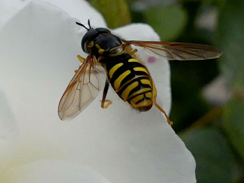 insecte chrysotoxe prudent Chrysotoxum cautum photos nature 16 charente biodiversité faune locale