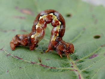 insectes Hibernie défeuillante Erannis defoliaria photos nature 16 charente biodiversité faune locale