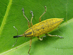 coleoptere Charançon paraplectique lixus paraplecticus photos nature 16 charente biodiversité faune locale