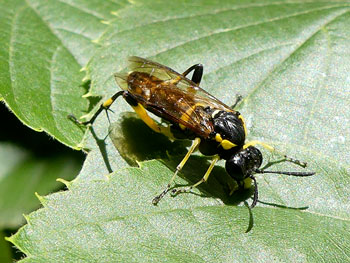 insecte Macrophie rustique - Mouche à scie Macrophya montana photos nature 16 charente biodiversité faune locale