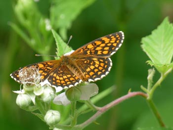  Mélitée des linaires Melitaea deione photos nature 16 charente biodiversité faune locale