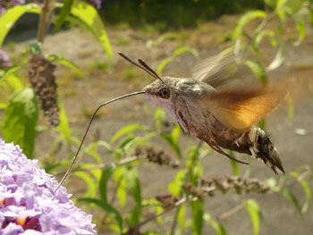 papillon Moro-sphinx - Sphinx colibri - Sphinx du caille-lait - Sphinx moineau Macroglossum stellatarum photos nature 16 charente biodiversité faune locale
