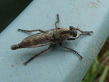 coleoptere Neoitamus cyanurus Neoitamus cyanurus photos nature 16 charente biodiversité faune locale