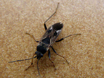 punaise Punaise commune Rhyparochromus vulgaris photos nature 16 charente biodiversité faune locale