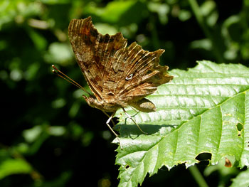  Robert le Diable Polygonia c-album photos nature 16 charente biodiversité faune locale