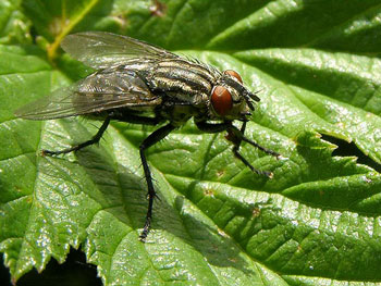 insecte Mouche à damiers - Mouche grise de la viande Sarcophaga carnaria photos nature 16 charente biodiversité faune locale