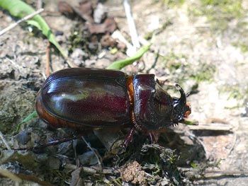Charente - Scarabée rhinocéros européen Oryctes nasicornis photos nature 16 charente biodiversité faune locale