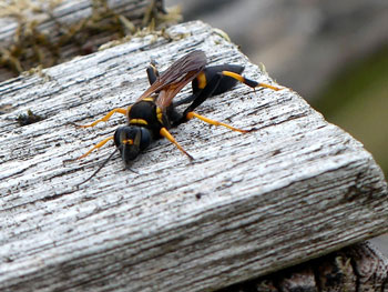 insecte Pélopée maçonne - Sceliphron Sceliphron caementarium photos nature 16 charente biodiversité faune locale