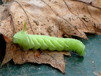 chenille Sphinx du tilleul Mimas tiliae photos nature 16 charente biodiversité faune locale