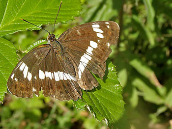papillon Petit sylvain Limenitis camilla photos nature 16 charente biodiversité faune locale