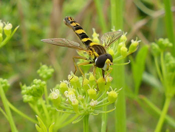 insecte Syrphe porte-plume Sphaerophoria scripta photos nature 16 charente biodiversité faune locale
