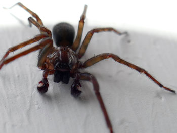 araignee Tégénaire domestique (Mâle) Tegenaria domestica photos nature 16 charente biodiversité faune locale