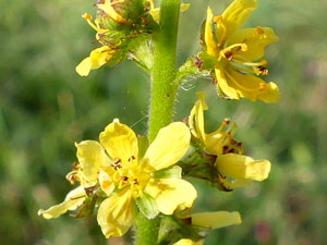 Aigremoine eupatoire - Eupatoire des grecs - Agrimonia eupatoria Rosaceae