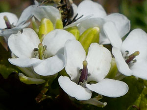 Julienne-Alliaire - Herbe-aux-Aulx - l'Herbe aux  Ailles - l'Herbe aux Aillets. - Alliaria petiolata Brassicaceae