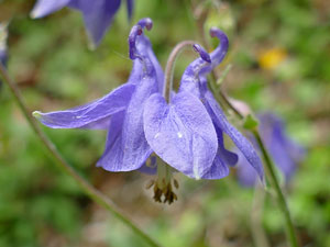 Ancolie commune - Aquilegia vulgaris Ranunculaceae