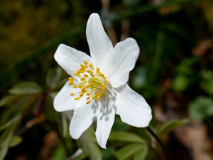Anémone des bois, Anémone sylvie - Anemone nemorosa  Ranunculaceae