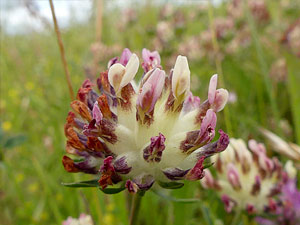 Anthyllis - Vulnéraire des paysans - Trèfle jaune - Anthyllis vulneraria Fabaceae