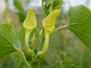 Aristoloche clématite - Aristolochia clematitis Aristolochiaceae