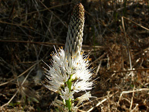 Asphodèle blanc - Bâton royal - Bâton-blanc - Asphodelus albus Liliaceae