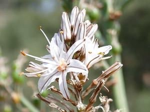 Asphodèle ramifié - Asphodèle rameux - Bâton-blanc ramifié - Asphodelus ramosus Liliaceae