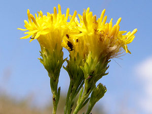 Aster à feuilles d'osyris - Galatella linosyris Asteraceae