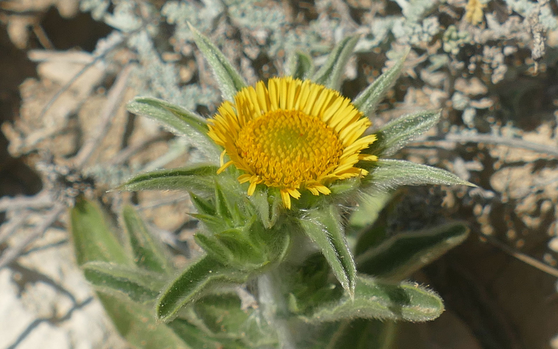 Astérolide épineux  photos nature 16 charente