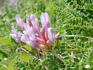 Astragale de Montpellier - Esparcette bâtarde - Astragalus monspessulanus Fabaceae