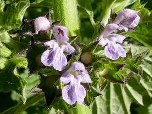 Ballote - Ballote noire - Ballote fétide - Marrube noir - Ballota nigra Lamiaceae