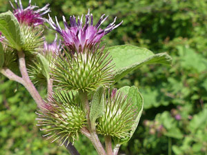 Grande Bardane - Bardane officinale - Glouteron - Arctium lappa Asteraceae