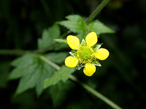 Benoîte commune, Benoîte des villes, Herbe de saint Benoît - Geum urbanum Rosaceae 
