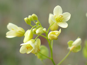 Biscutelle commune - Lunetière lisse - Biscutella laevigata Brassicaceae