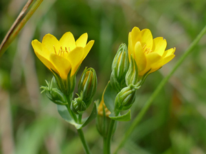 Blackstonie perfoliée - Chlora perfoliée - Centaurée jaune - Blackstonia perfoliata - Chlora perfoliata Gentianaceae
