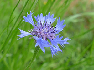 Bleuet des champs - Centaurea cyanus Asteraceae