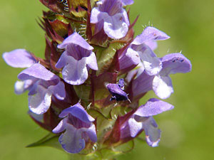 Brunelle commune - Prunella vulgaris Lamiaceae