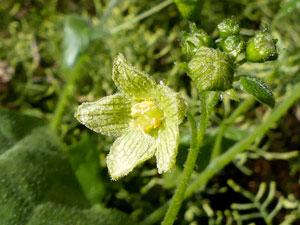 Bryone dioïque - Navet du diable - Bryonia dioica Cucurbitaceae