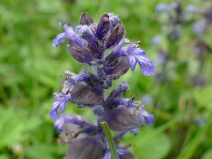 Bugle rampante - Ajuga reptans Lamiaceae