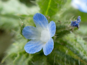 Buglosse des champs - Lycopsis des champs - Face de loup - Grippe des champs - Anchusa arvensis - Lycopsis arvensis Boraginaceae