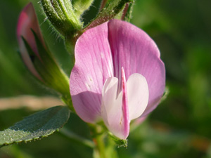 Bugrane étalée - Arrête-Bœuf - Ononis spinosa - Ononis repens Fabaceae