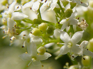 Caille-lait blanc - Gaillet mou - Galium mollugo Rubiaceae
