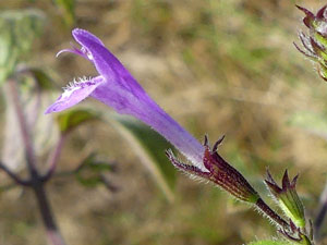 Calament népéta - Calament glanduleux - petit Calament - Clinopodium nepeta Lamiaceae