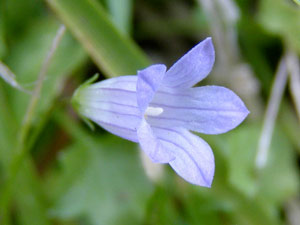Wahlenbergie à feuilles de lierre - Campanille à feuilles de lierre  - Wahlenbergia hederacea Campanulaceae