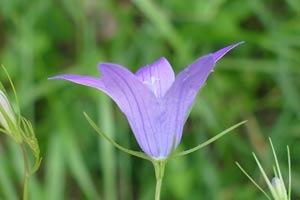 Campanule étalée - Campanula patula Campanulaceae