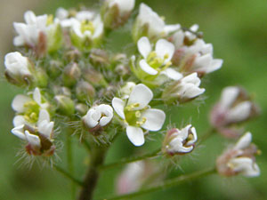 Bourse à pasteur - Capselle bourse à pasteur - Capsella bursa-pastoris Brassicaceae