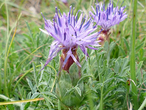 Cardoncelle molle - Mitine - Petit Chardon sans épines - Carduncellus mitissimus Asteraceae