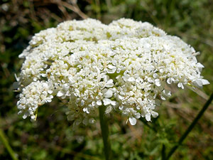 Carotte Sauvage - Daucus carota Apiaceae