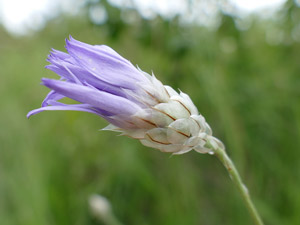 Catananche bleue - Cupidone bleue - Catananche caerulea Asteraceae