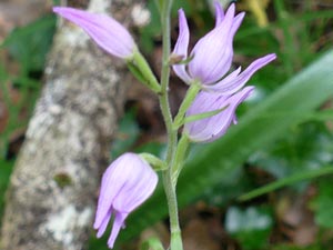 Céphalanthère rouge - Cephalanthera rubra Orchidaceae