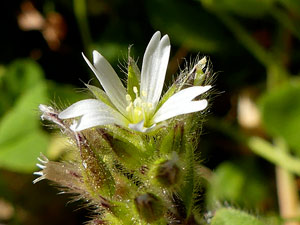 Céraiste aggloméré - Cerastium glomeratum Caryophyllaceae